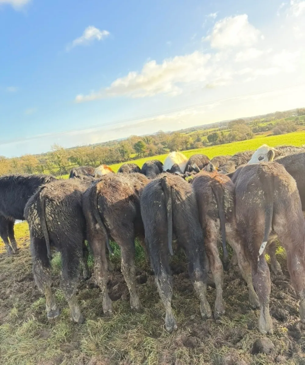 20 super bucket fed Weanlings - Image 2
