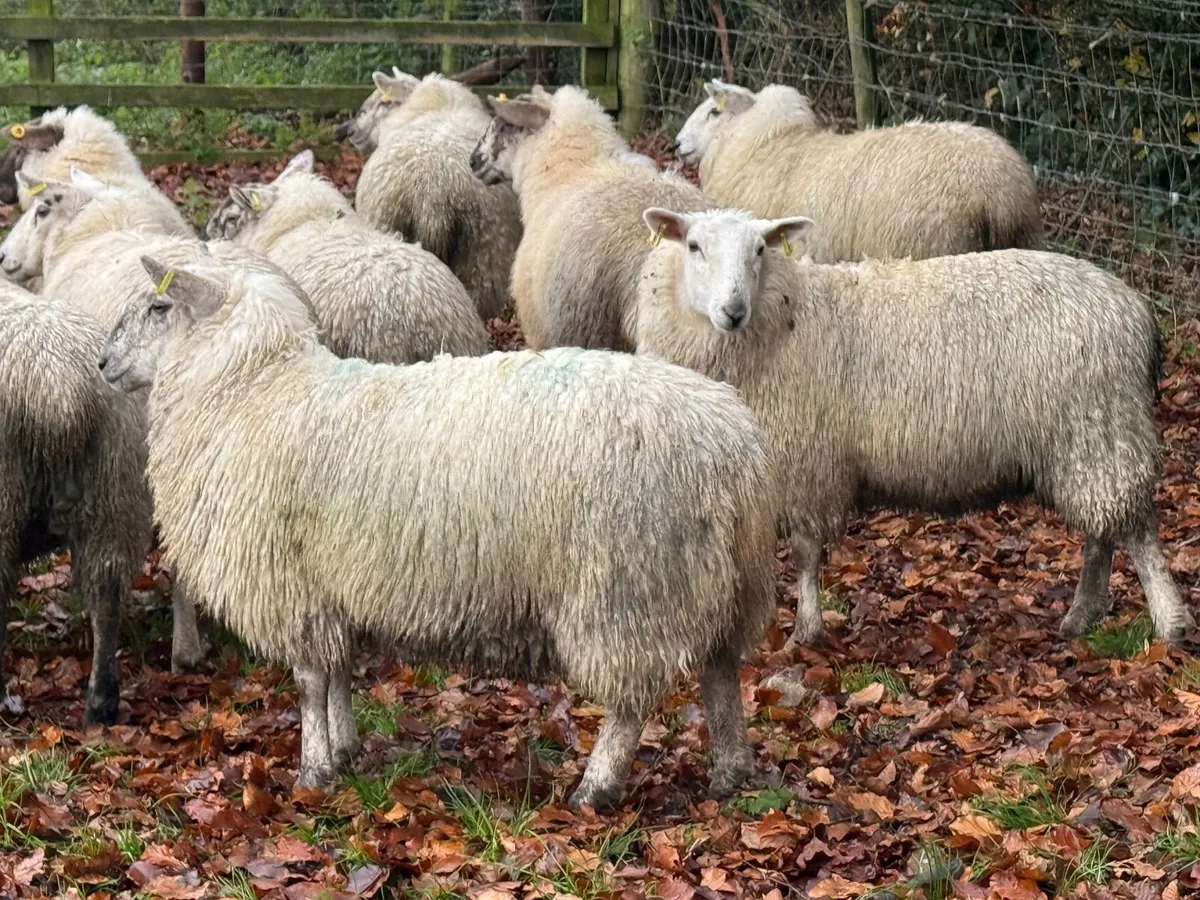 15 Ewe Lambs 60kgs - Image 2