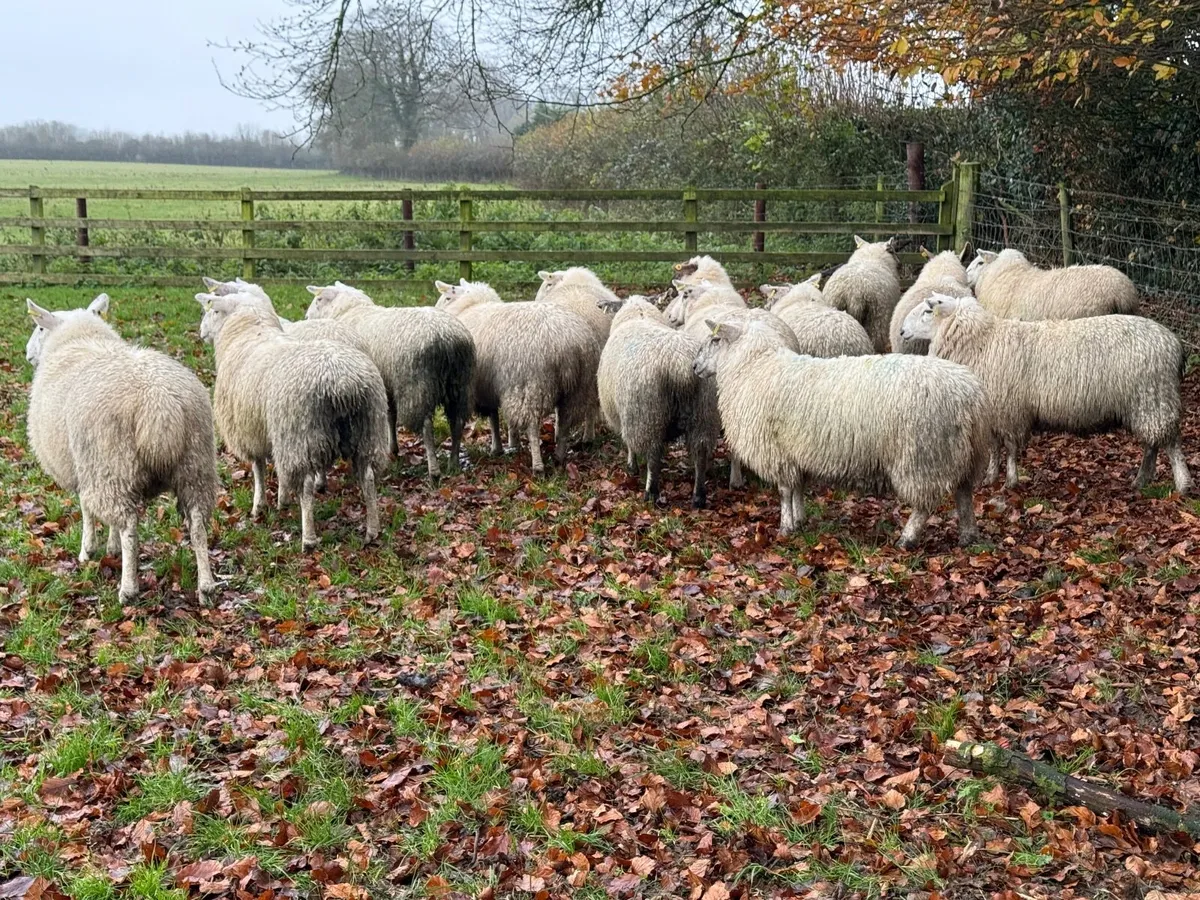 15 Ewe Lambs 60kgs - Image 3