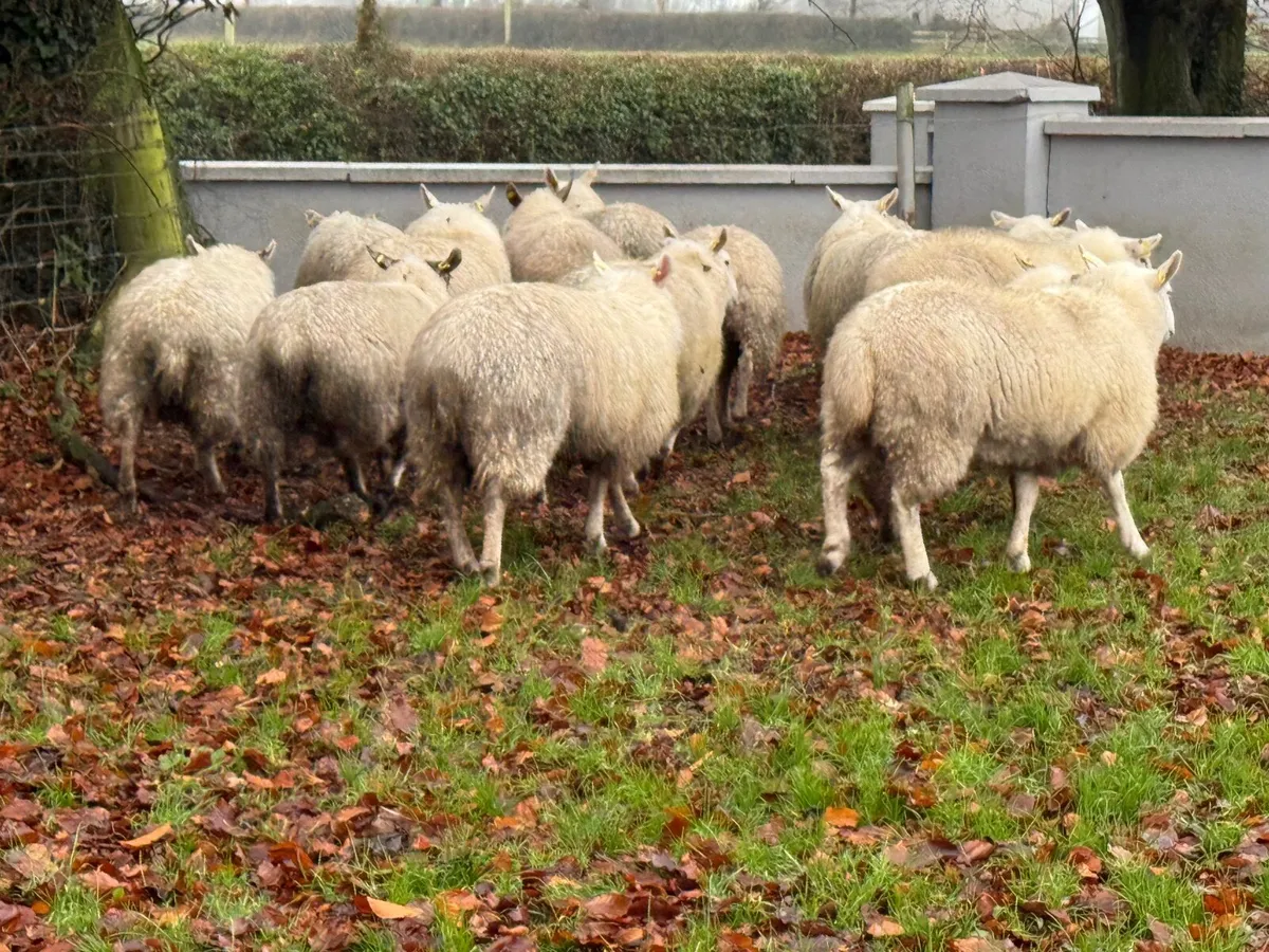 15 Ewe Lambs 60kgs - Image 4