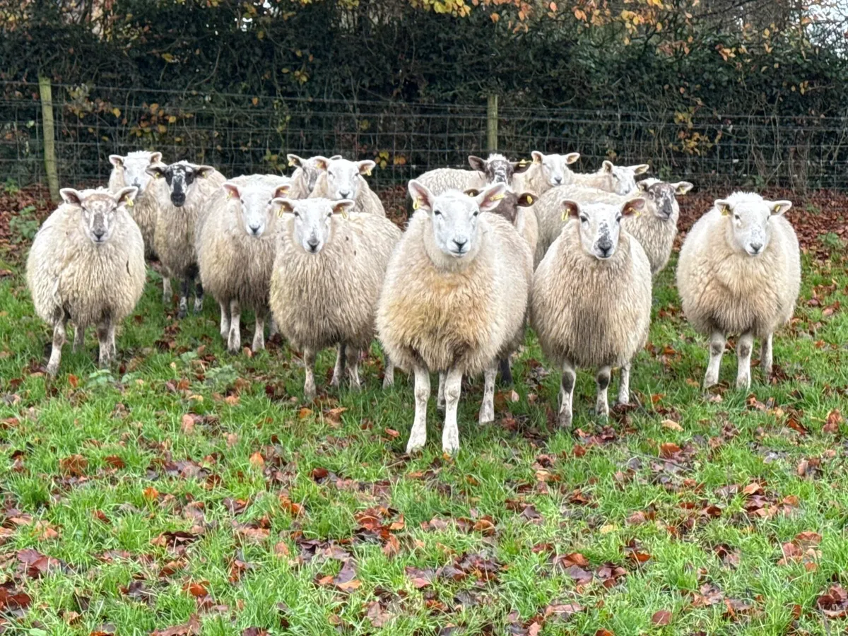 15 Ewe Lambs 60kgs - Image 1