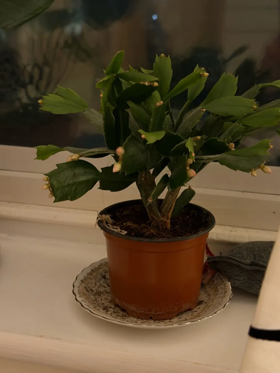 Indoor plants - Image 3