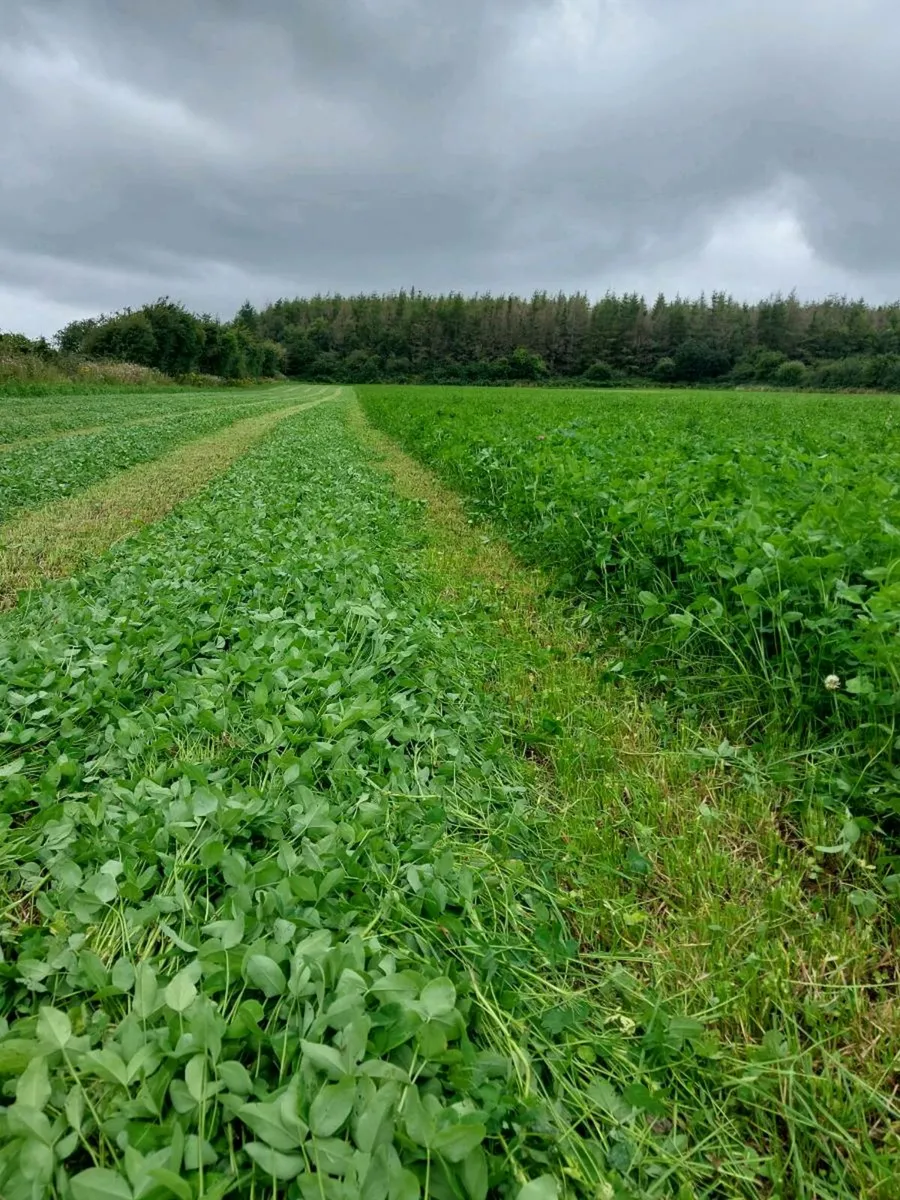 100 bales of red clover - Image 1