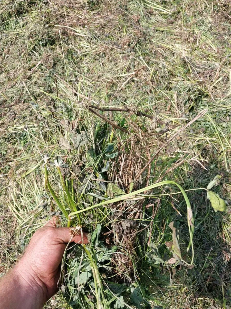 100 bales of red clover - Image 2