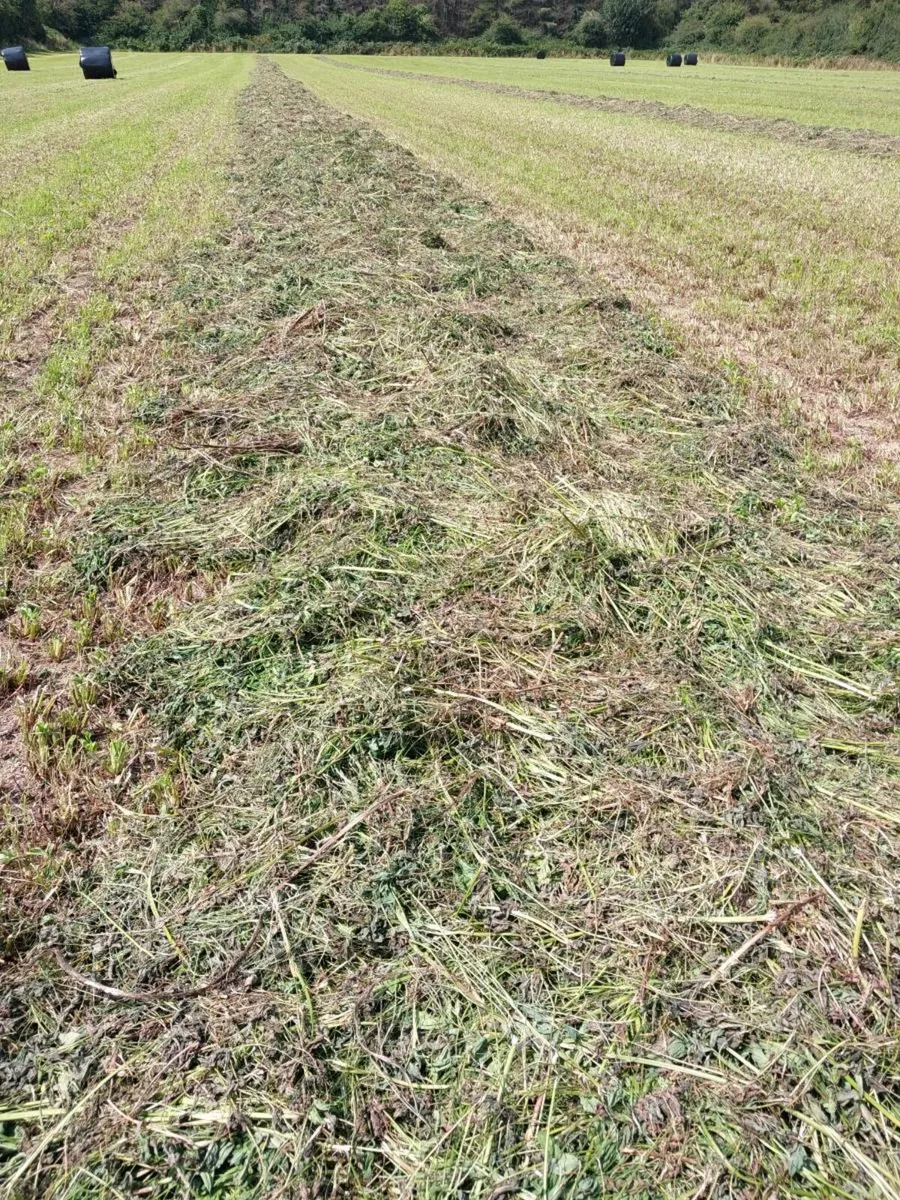 100 bales of red clover - Image 3