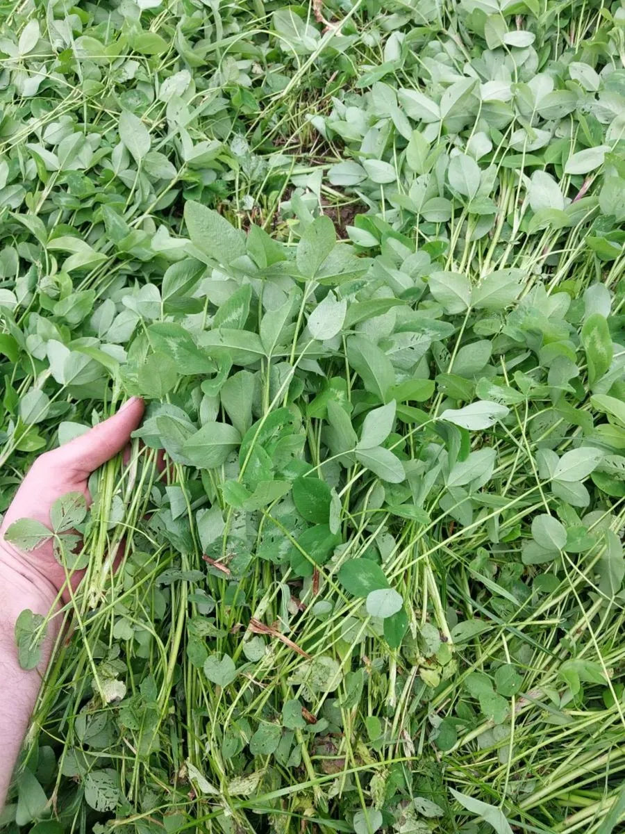 100 bales of red clover - Image 4