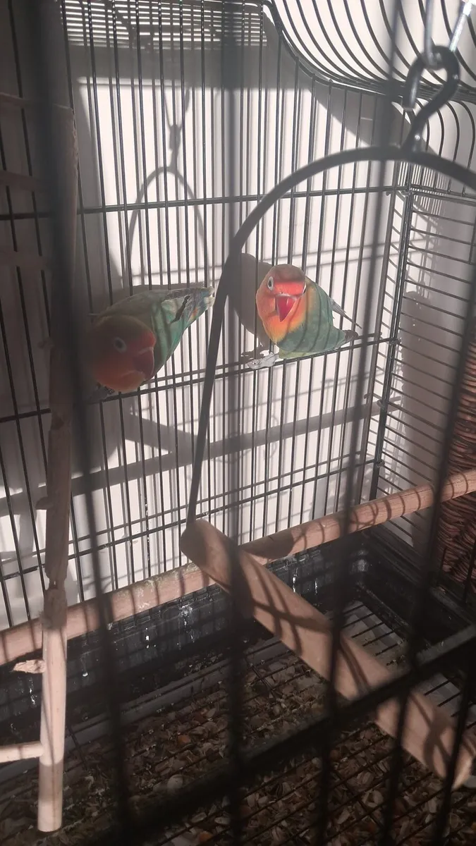 Pair love birds and cage - Image 1