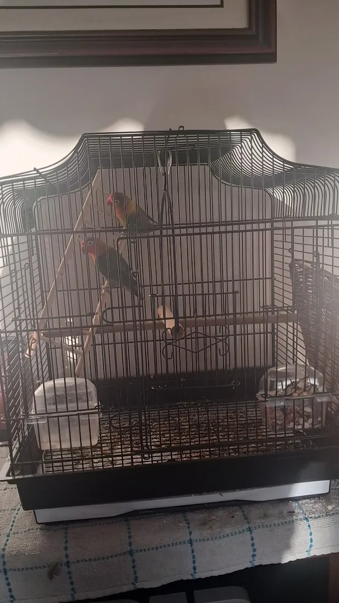 Pair love birds and cage - Image 2