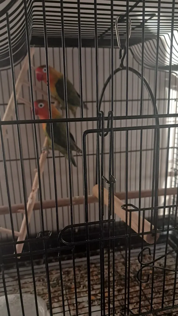 Pair love birds and cage - Image 3