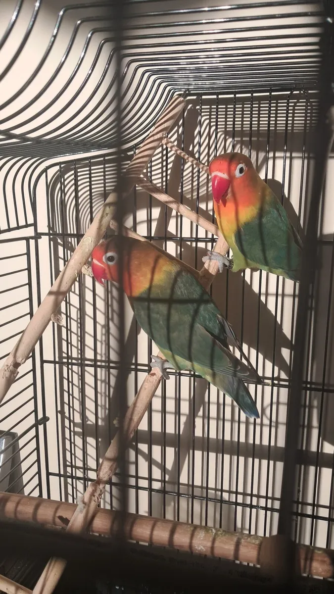 Pair love birds and cage - Image 4
