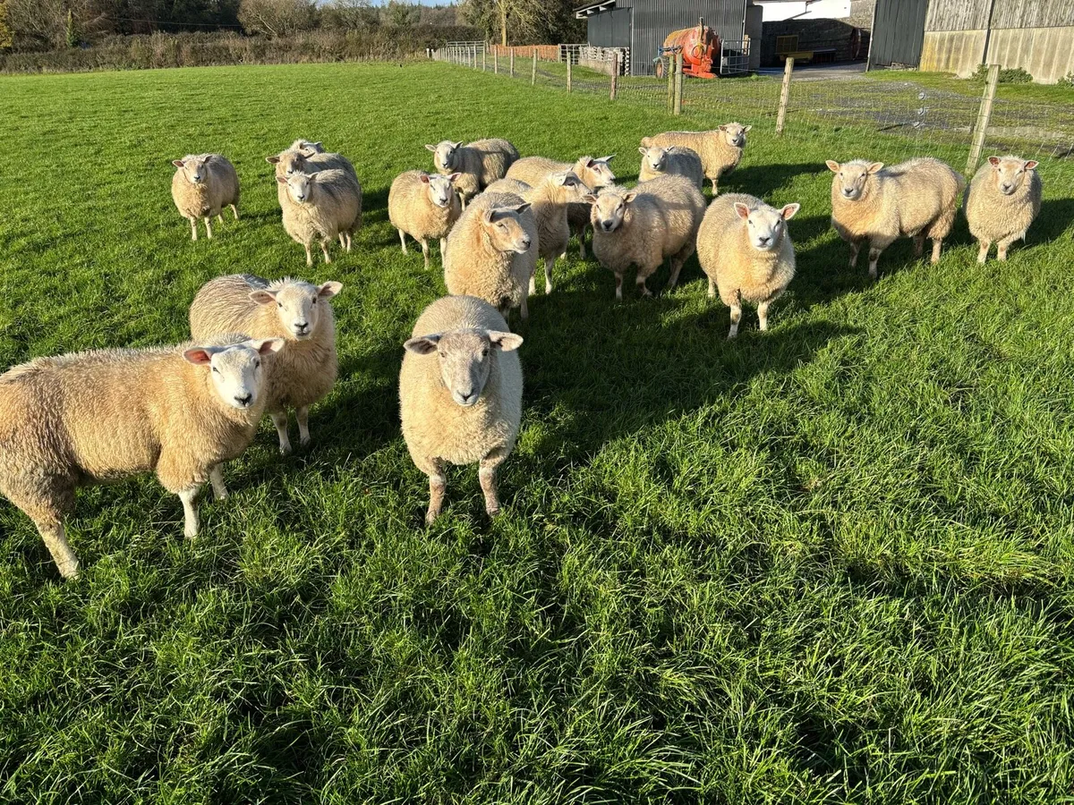 Ewe Lambs - Image 1