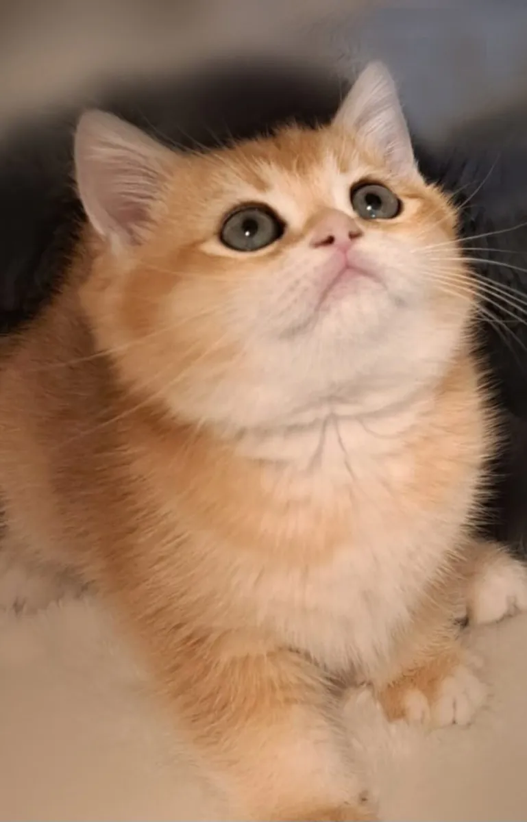 British Shorthair golden kitten - Image 1