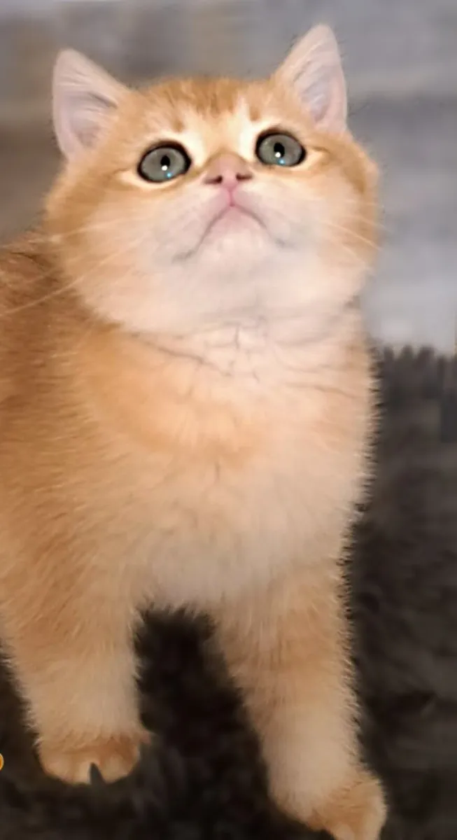 British Shorthair golden kitten - Image 2