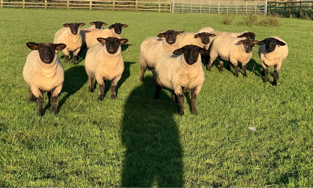 Suffolk Ewe Lambs - Image 1