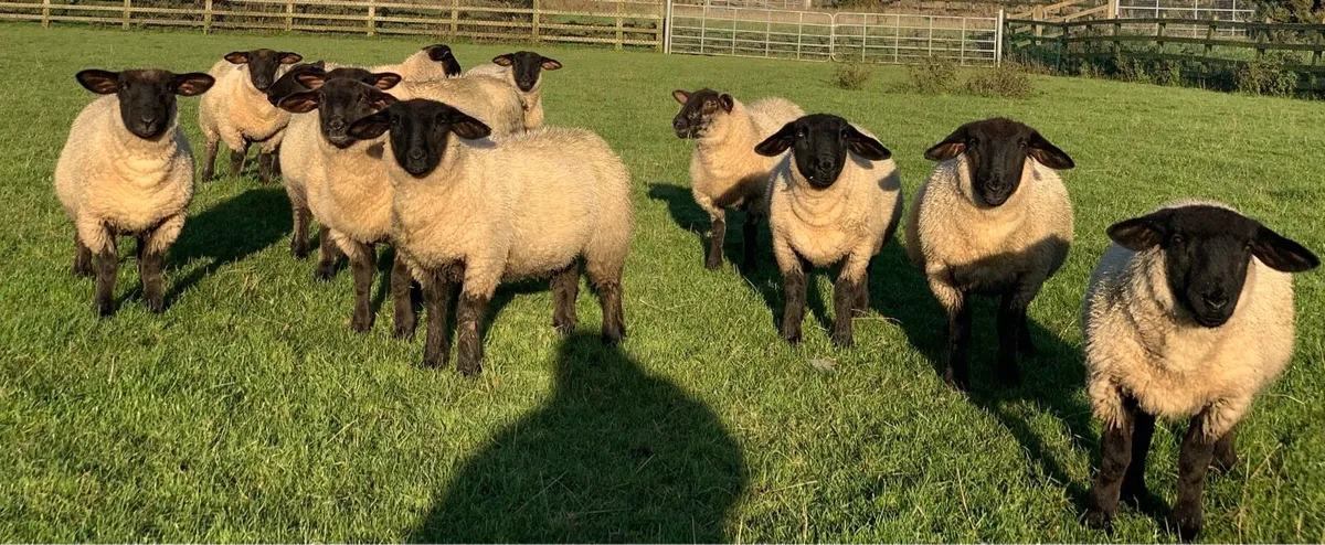 Suffolk Ewe Lambs - Image 2