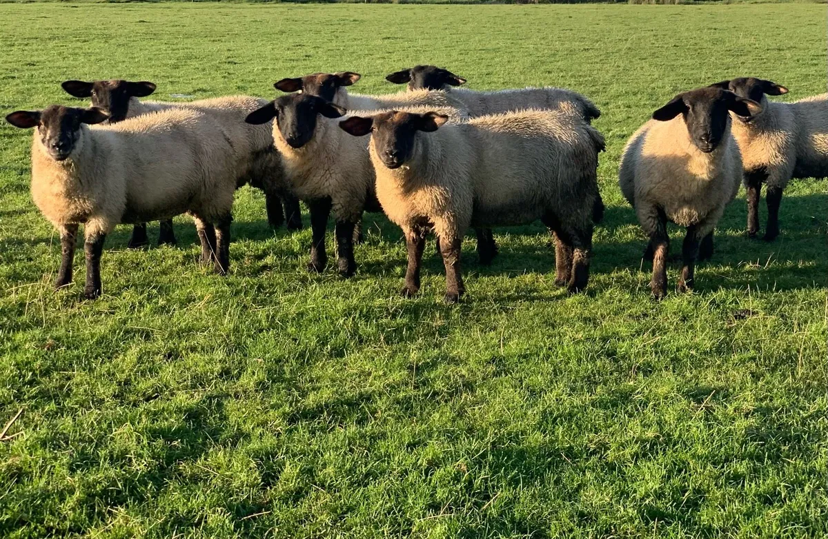 Suffolk Ewe Lambs - Image 3