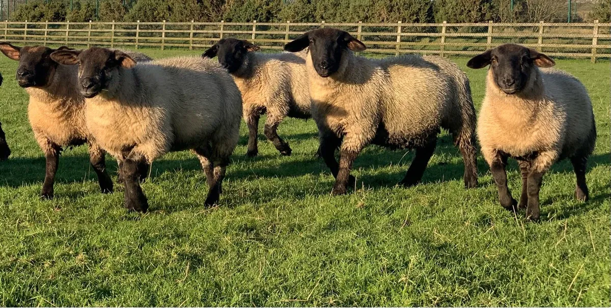 Suffolk Ewe Lambs - Image 4