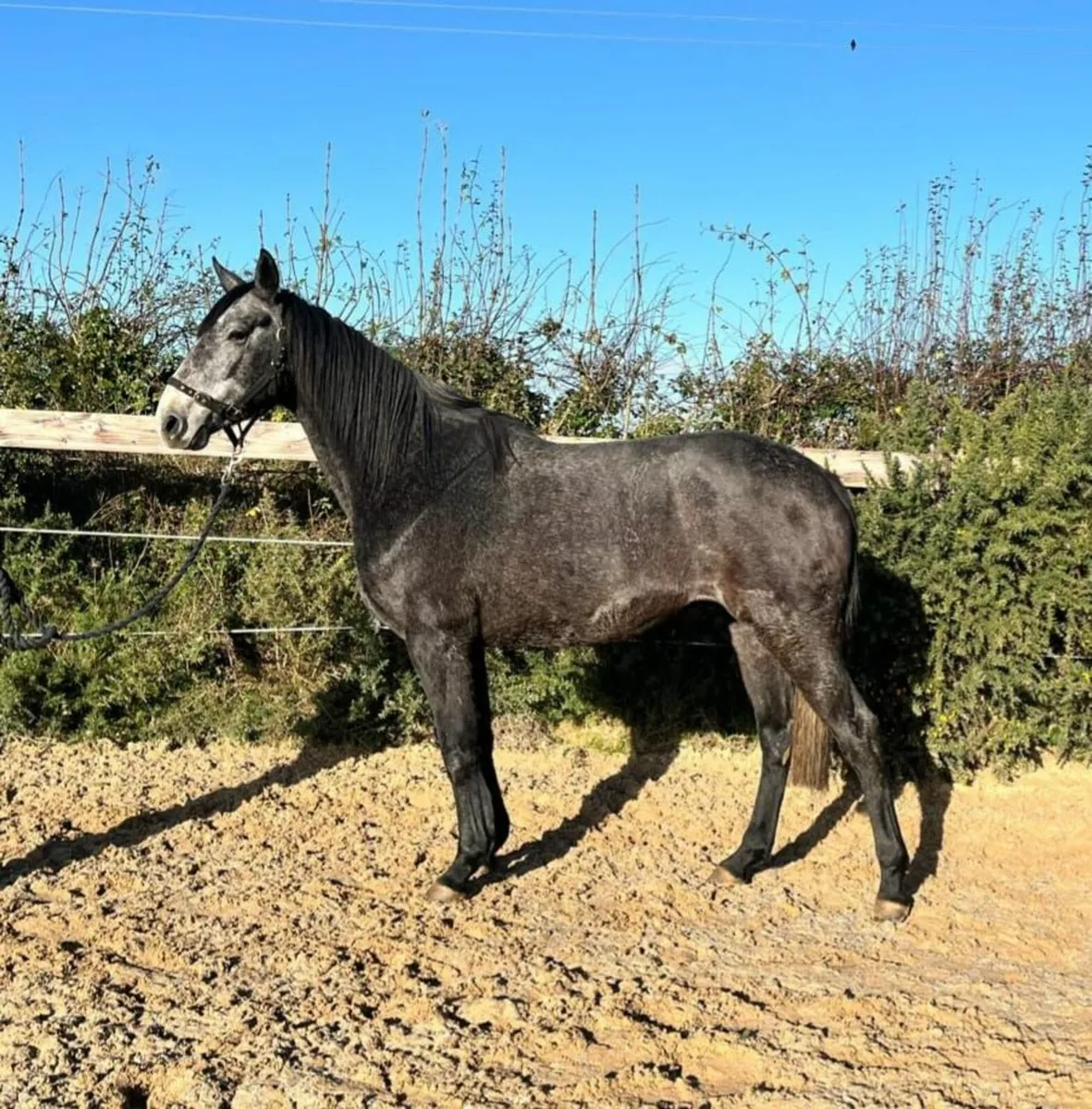 3 year old filly - Image 2