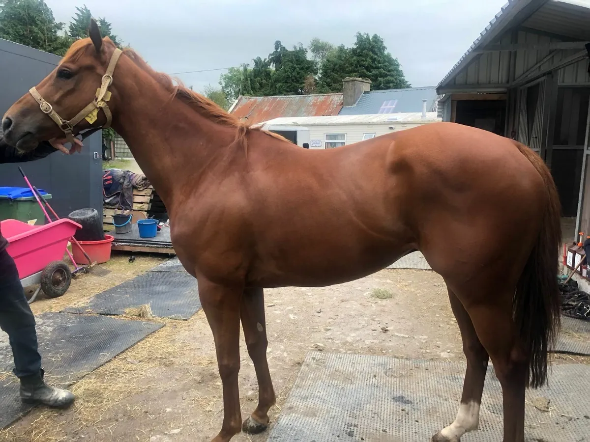 🔥 LIVE AUCTIONS 8PM Tonight - OTTBs - Image 1