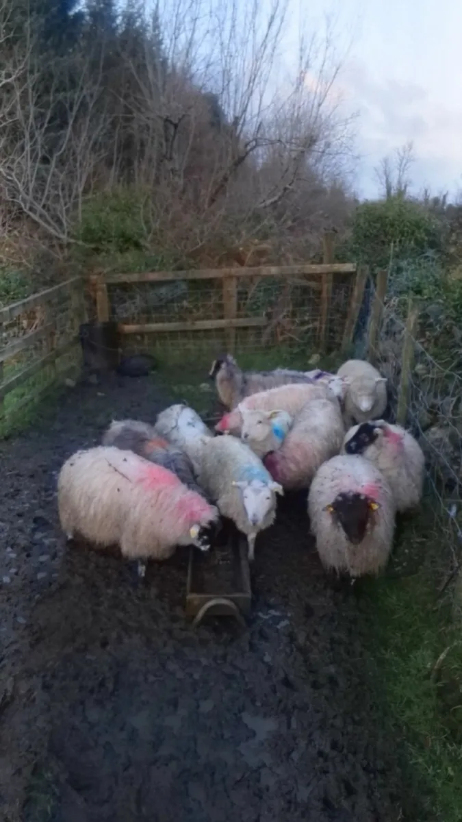 9 crossbred ewe lambs - Image 1