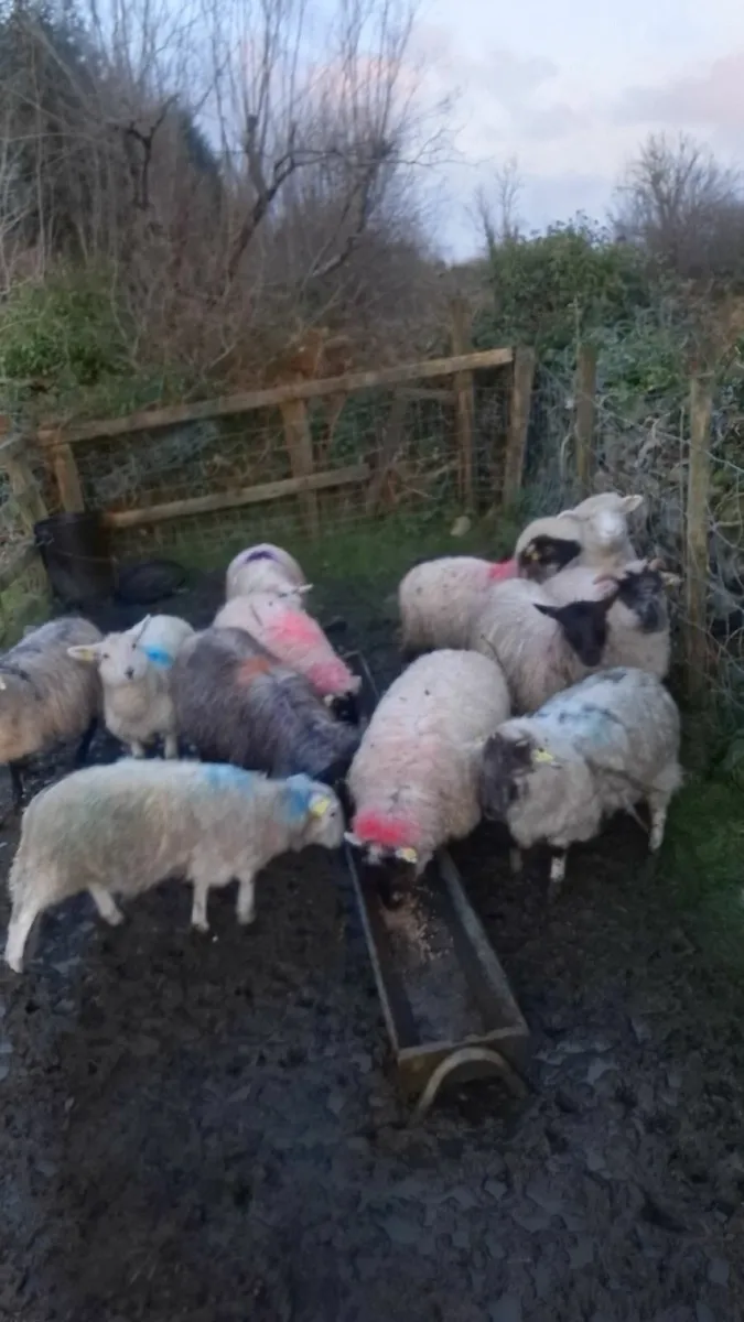 9 crossbred ewe lambs - Image 2