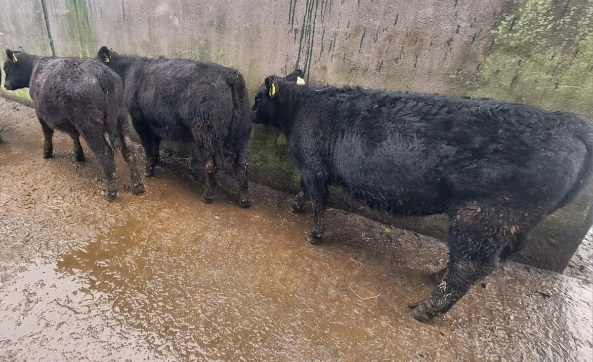 PBR Aberdeen Angus Heifers - Image 2