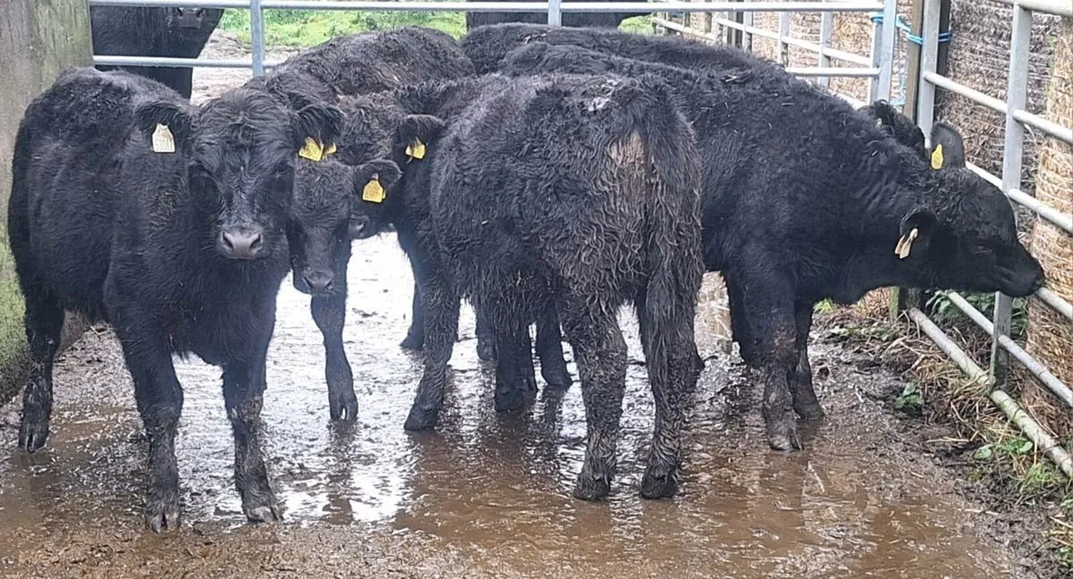 PBR Aberdeen Angus Heifers - Image 1