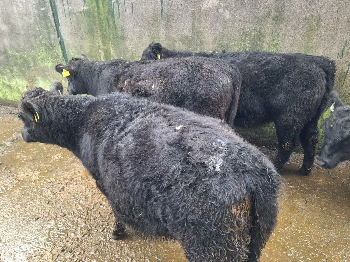 PBR Aberdeen Angus Heifers - Image 3