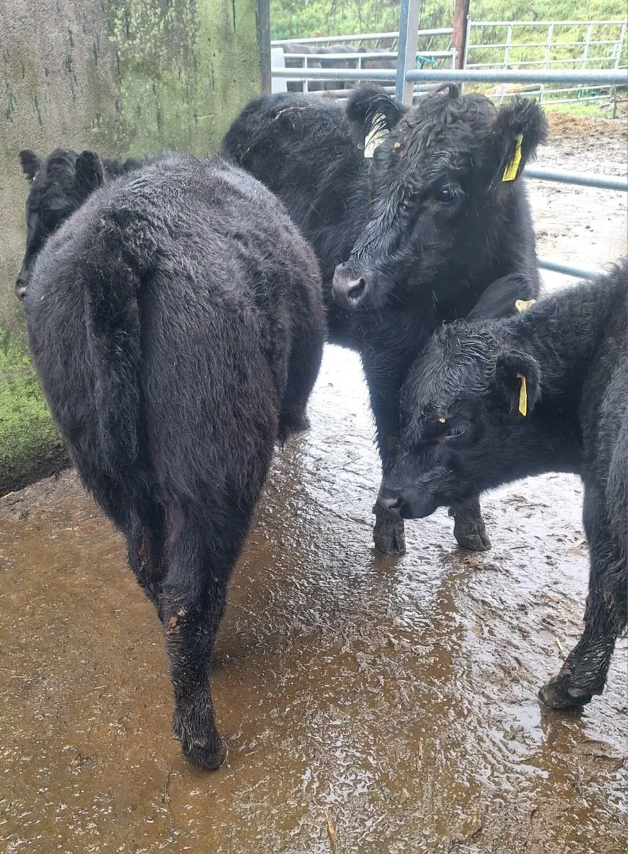 PBR Aberdeen Angus Heifers - Image 4