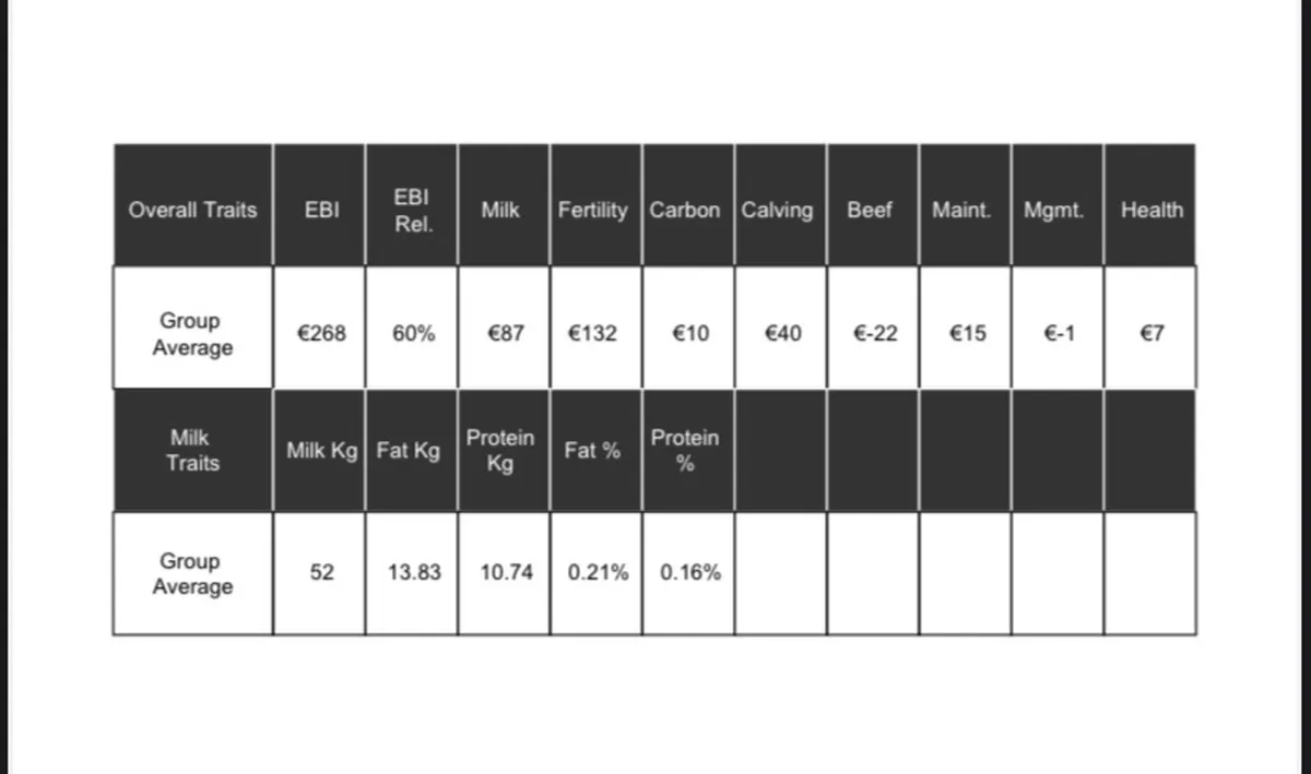 Dairy in calf heifers - Image 1