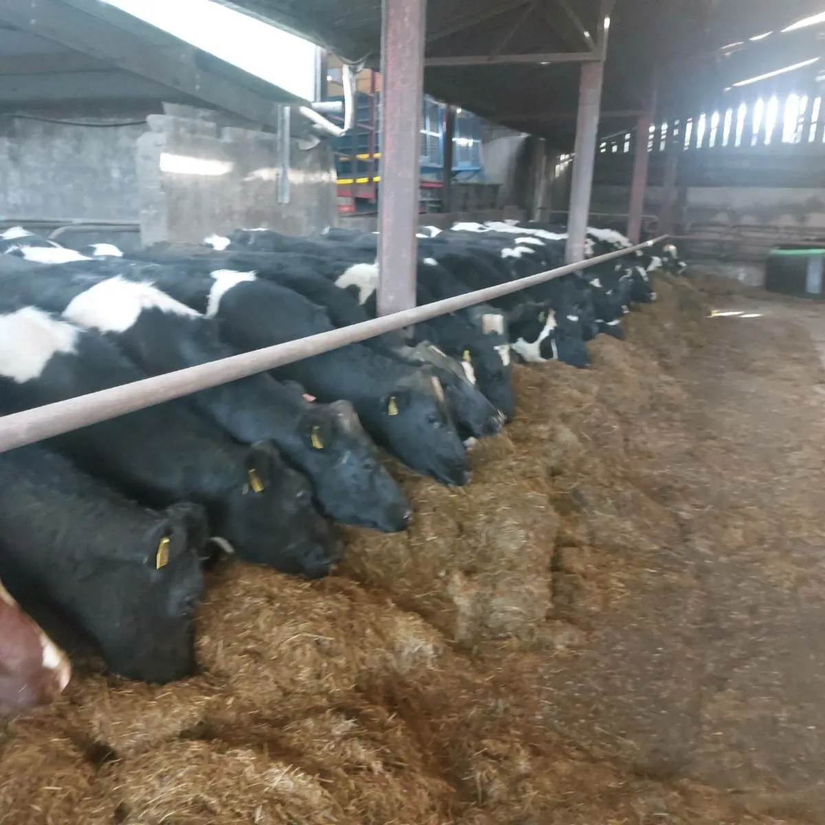 Pedigree in calf heifers