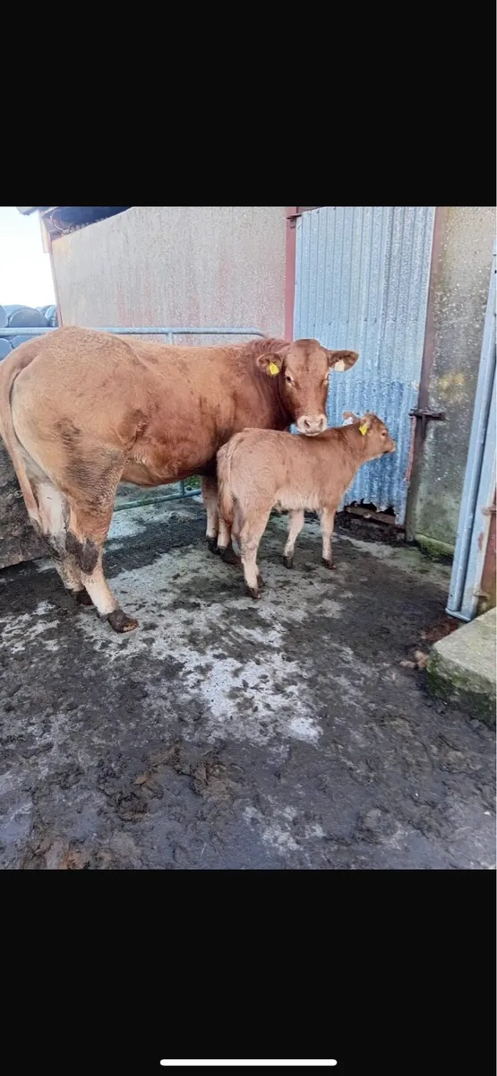 Heifer with a bull calf - Image 1