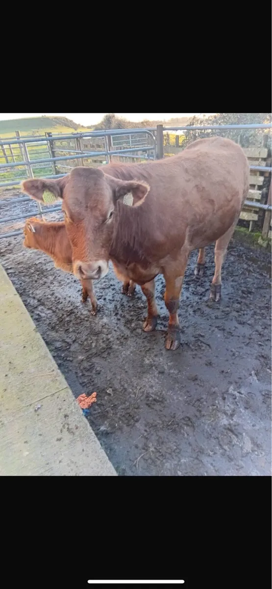 Heifer with a bull calf - Image 3