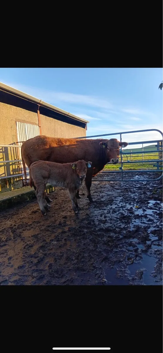 Heifer with a bull calf - Image 4