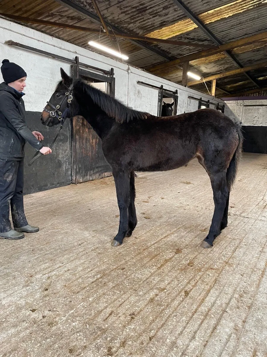 ☘️Lot 536 Goresbridge 6th December☘️ - Image 1