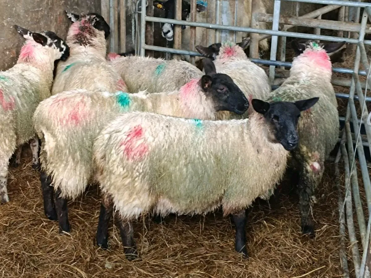 Store Lambs - Image 1