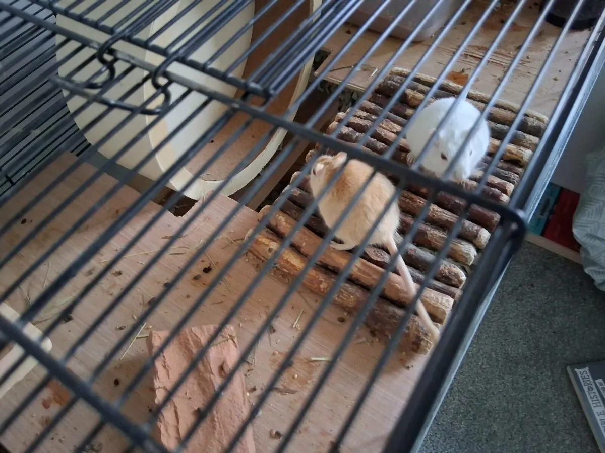 Gerbil Pair Package Deal - Image 1