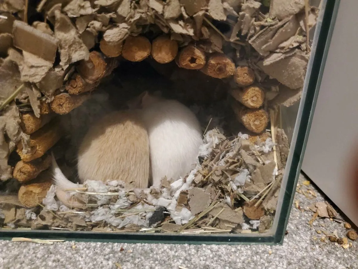 Gerbil Pair Package Deal - Image 2