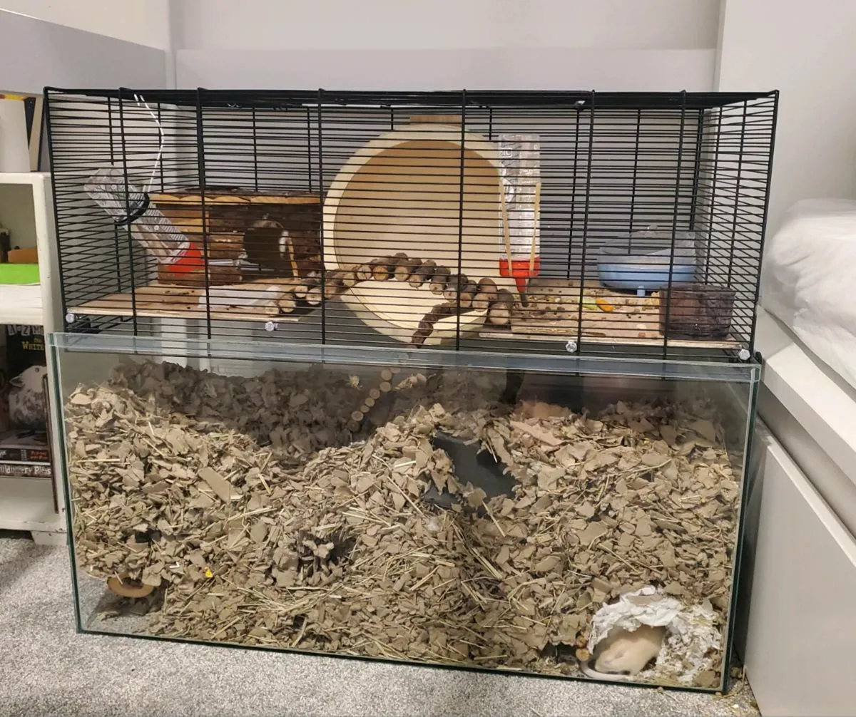 Gerbil Pair Package Deal - Image 3