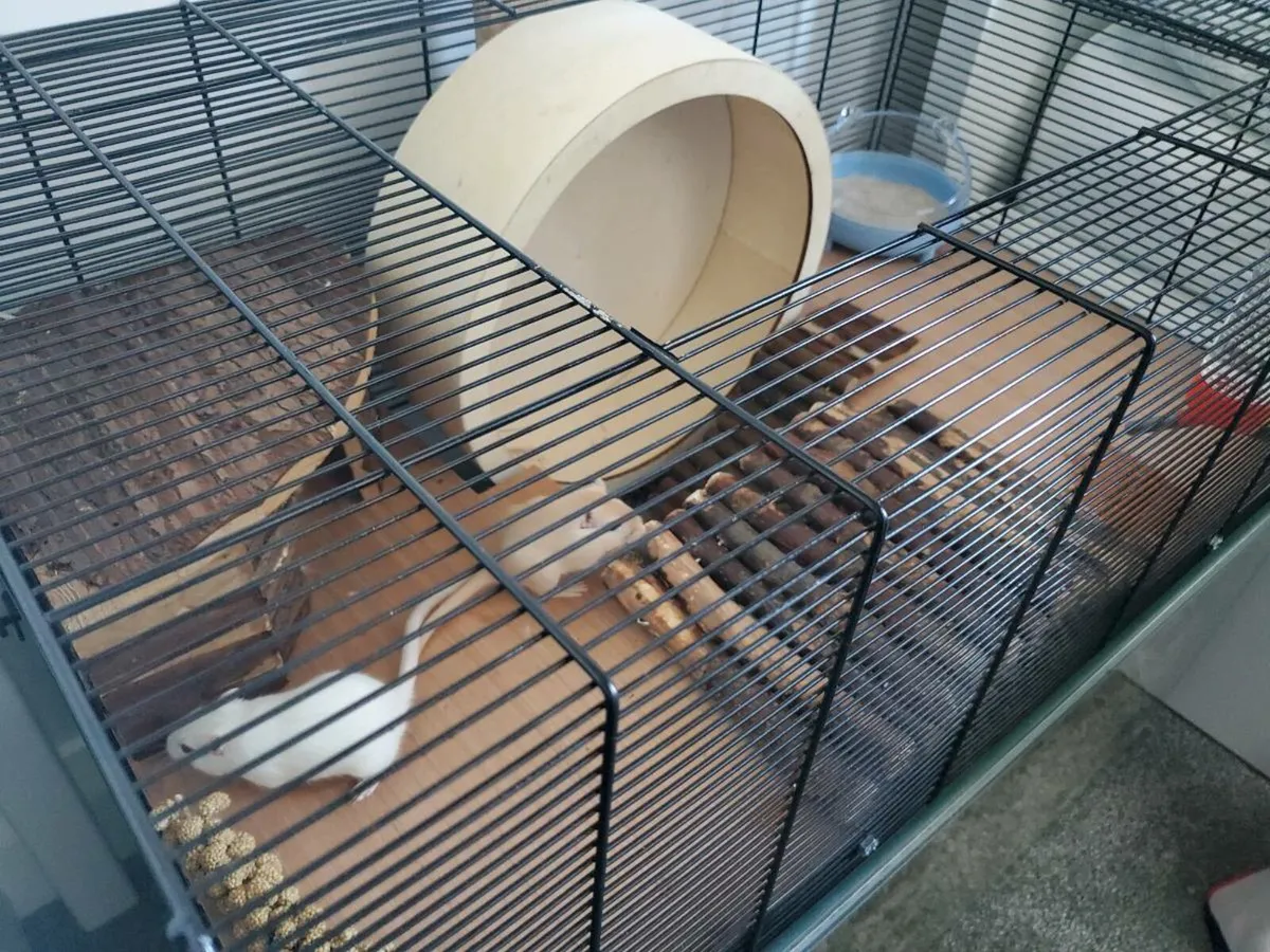 Gerbil Pair Package Deal - Image 4