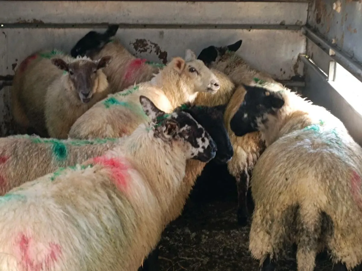 Store Lambs - Image 2