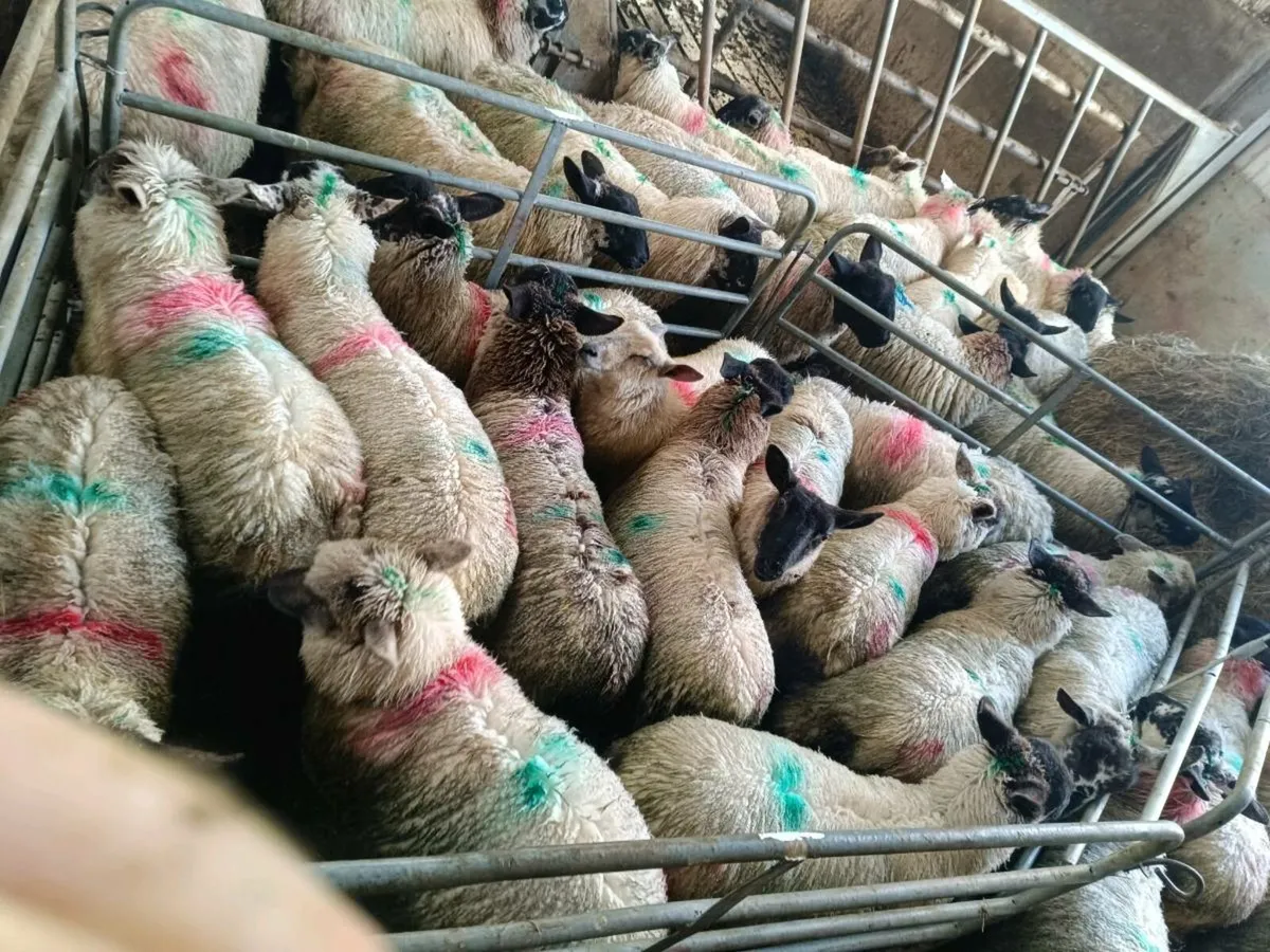 Store Lambs - Image 3