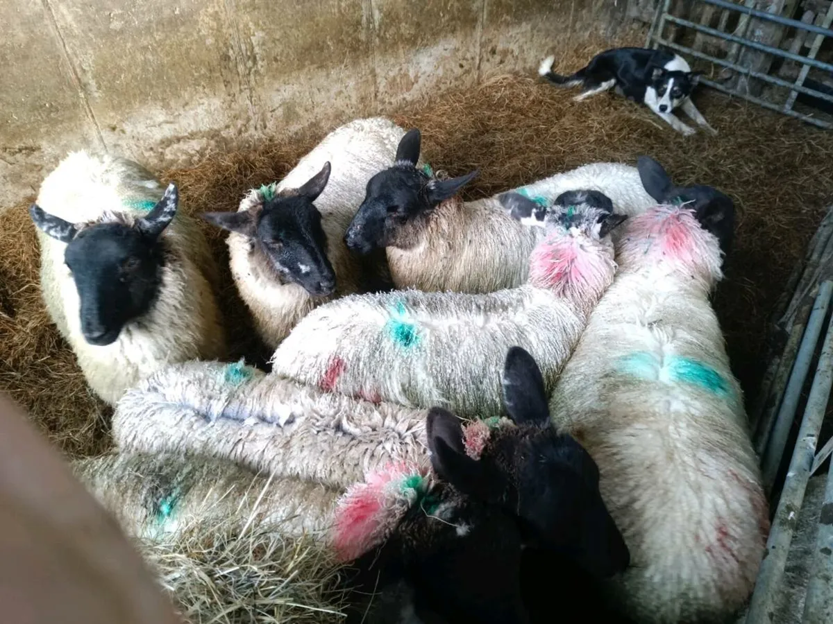 Store Lambs - Image 4