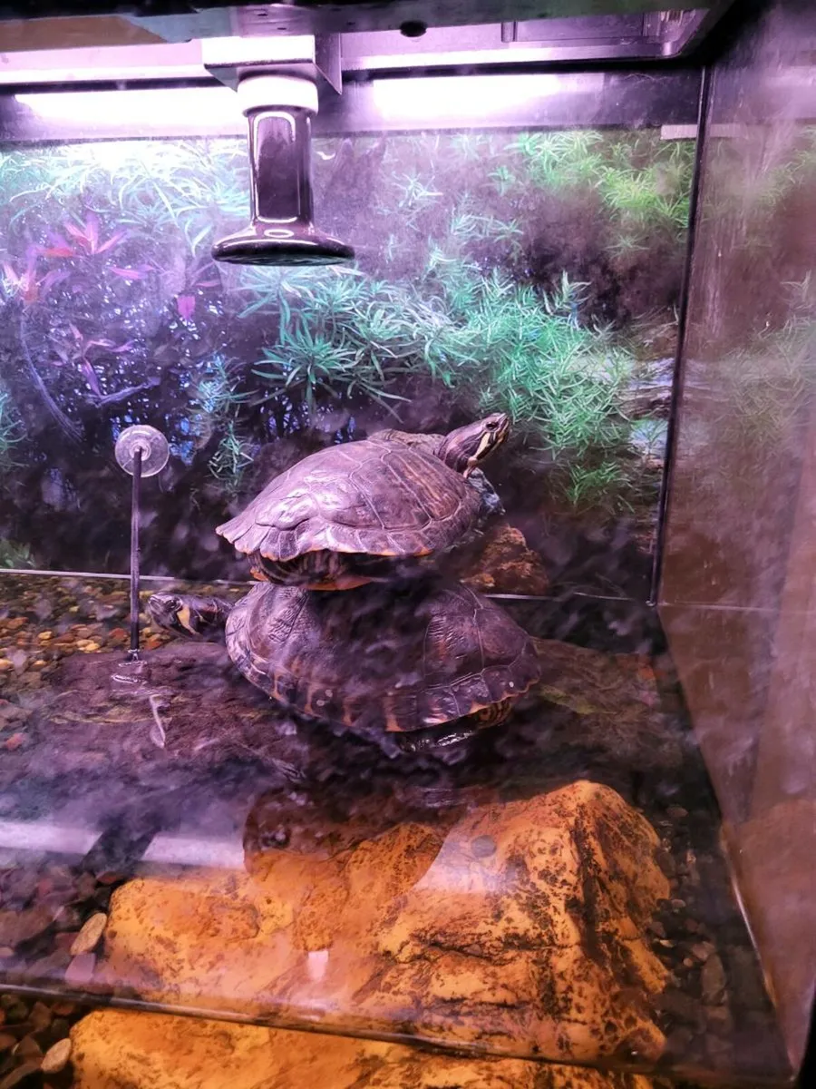 Turtles and tank - Image 1