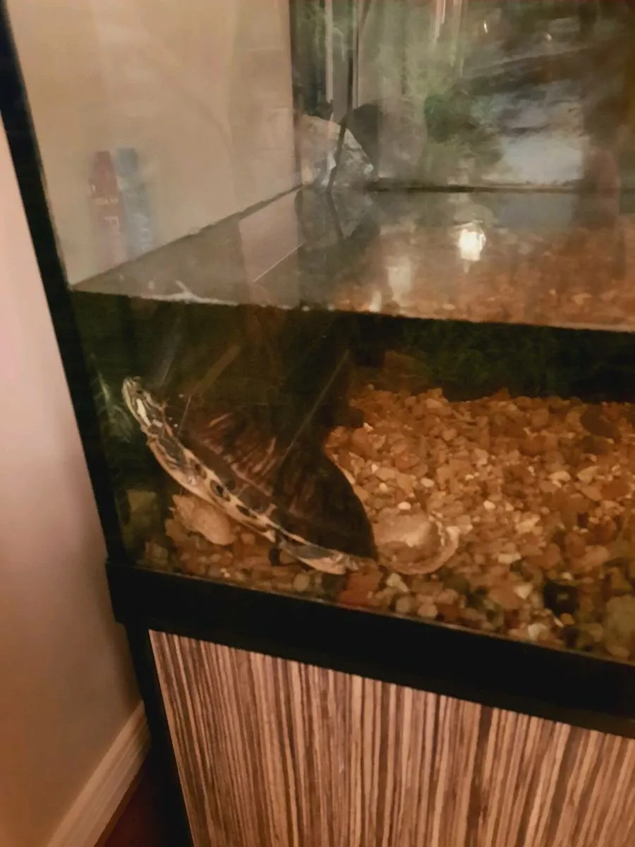 Turtles and tank - Image 2