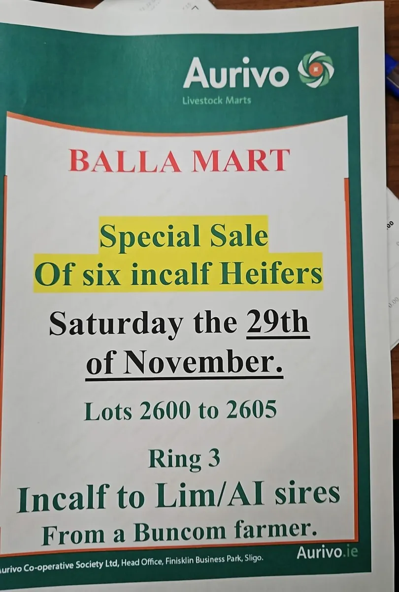 6 Springer Heifers Balla Mart 29th Saturday - Image 1