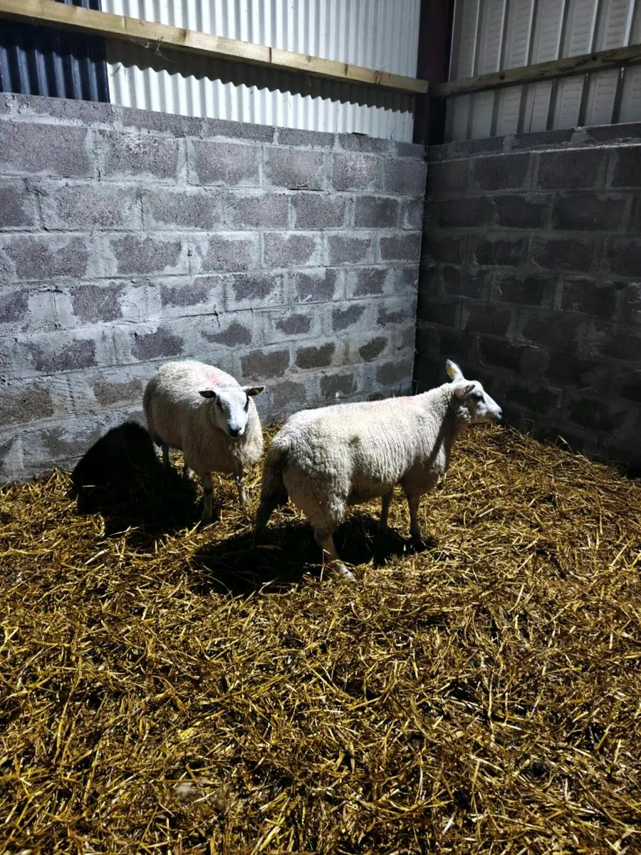 Ewe lambs - Image 1