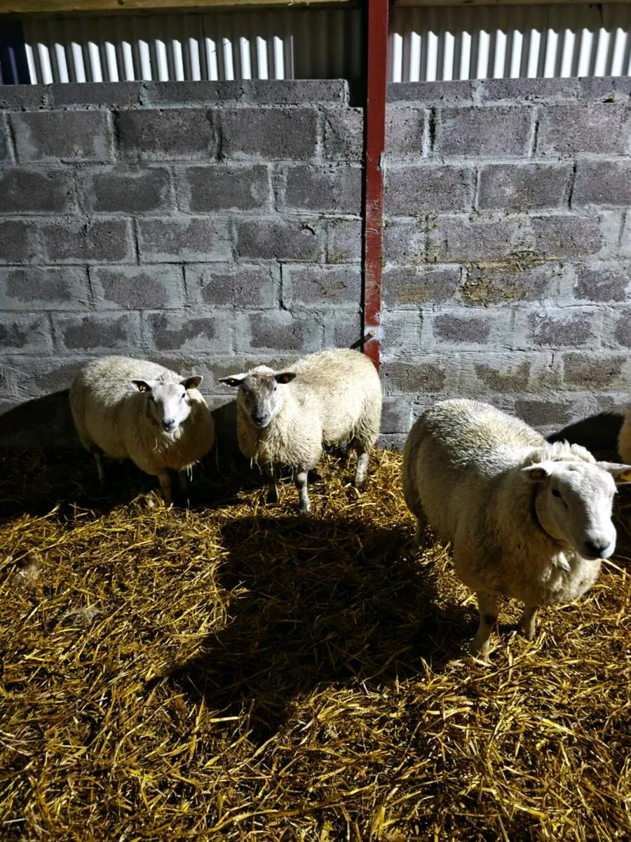 Ewe lambs - Image 2
