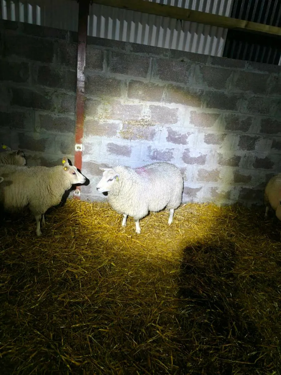 Ewe lambs - Image 3