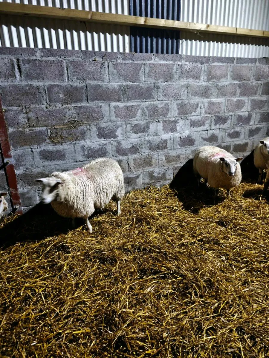 Ewe lambs - Image 4